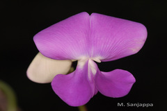 Sphenostylis bracteata